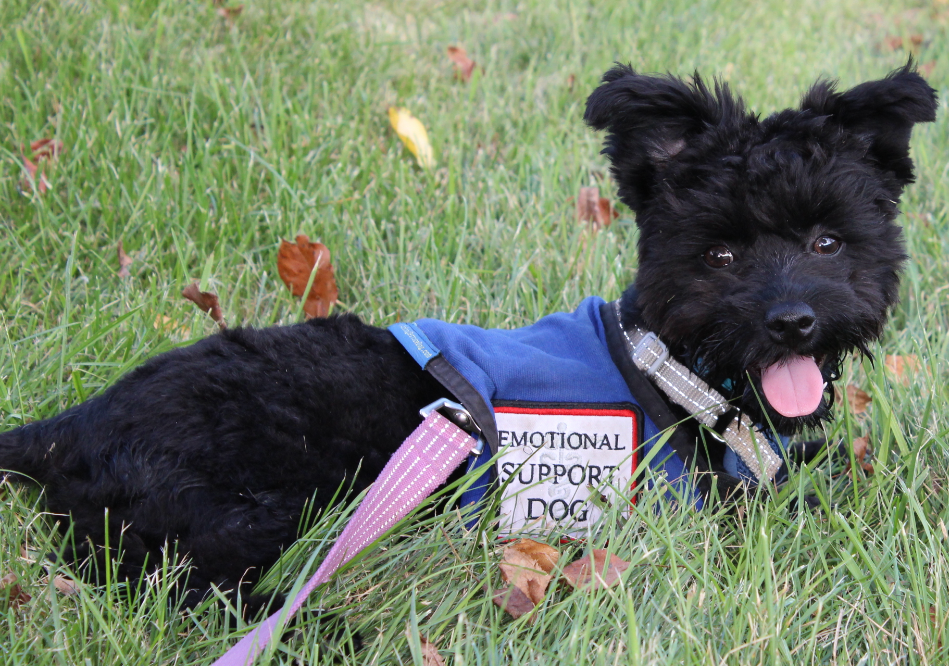 Emotional Support Dog