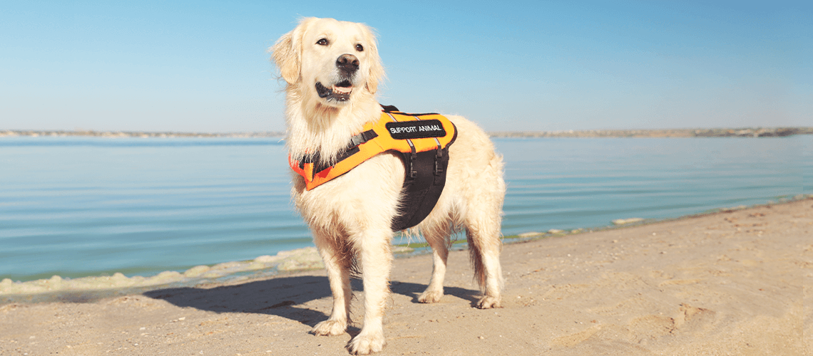 Emotional Support Animals versus Psychiatric Service Dogs:  What You Need to Know