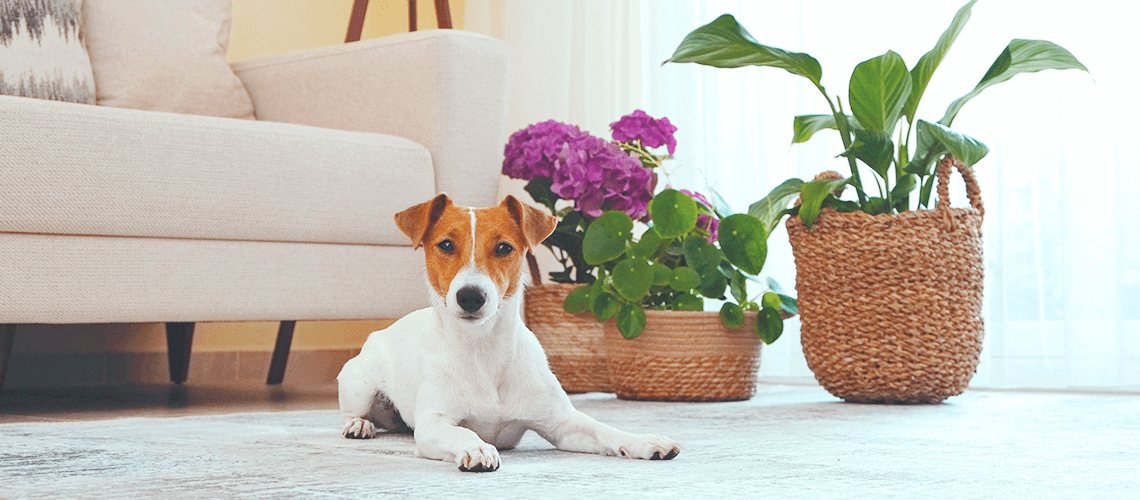 Bring on the Green: Houseplants That Are Safe for Pets