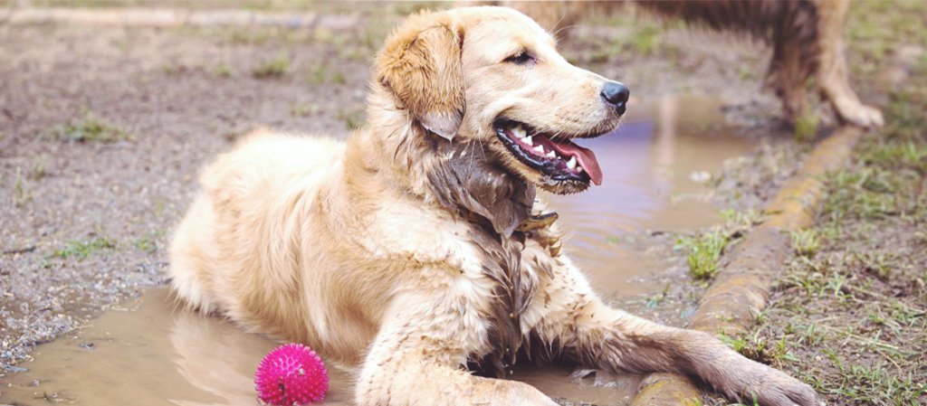 5 Ways to Keep Your Energetic Dog Entertained When You Can’t Go Out In The Rain