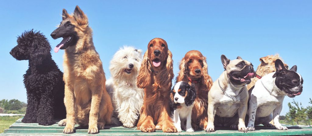 How to Find the Right Dog Breed for You