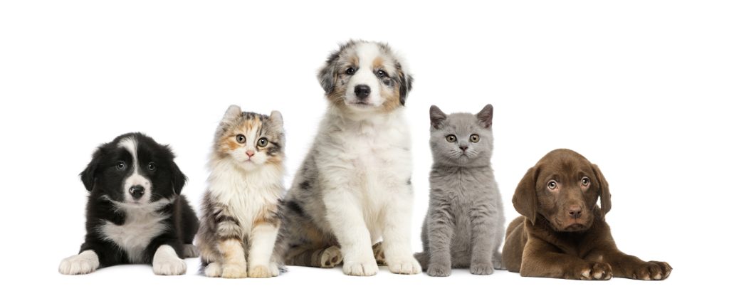 The 20 Most Popular Pet Names of 2022