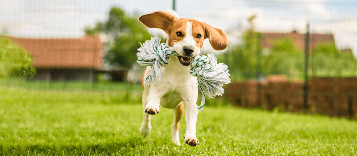 DIY Pet Toys