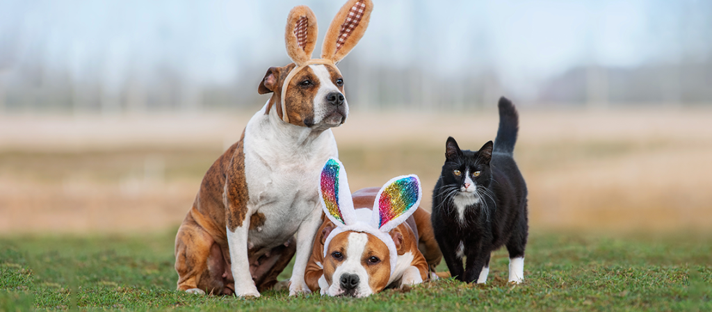 6 Fun Ways to Bond with your Furry Friend on Easter