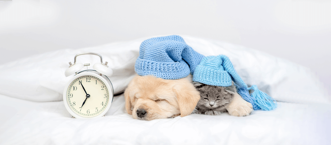 Does Daylight Savings Time Mess With Your Pet’s Schedule?