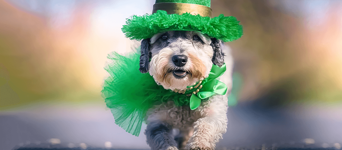 How To Make Sure That This Year’s St. Patrick’s Day Is Memorable For You And Your Furry Friend