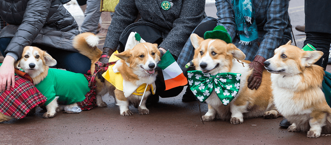 dogs in green outfits