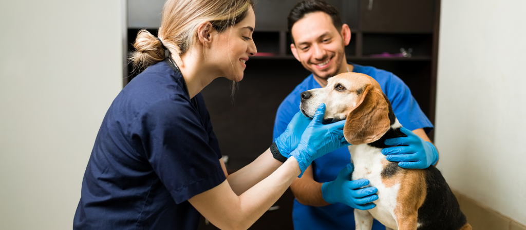 Tips for Finding the Perfect Vet for Your Pet and How to Be the Perfect Client