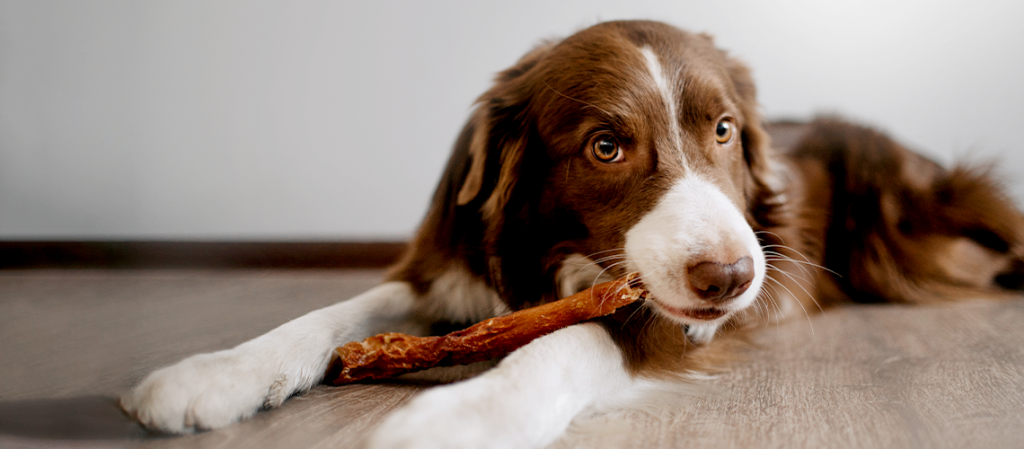 The Great Debate: Rawhide vs. Non-Rawhide Dog Chews