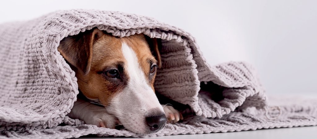 10 Signs Your Dog is in Pain (And What to Do About It)