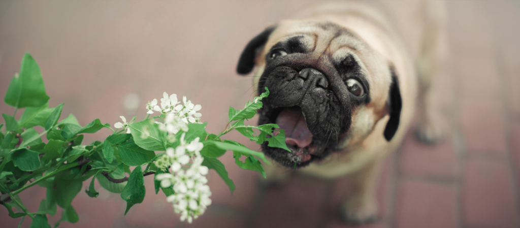 Common Toxic Plants for Dogs and Cats