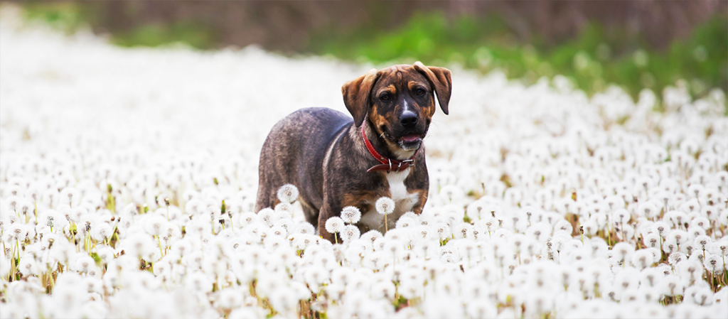 How to Deal With Pet Allergies: 10 Essential Tips