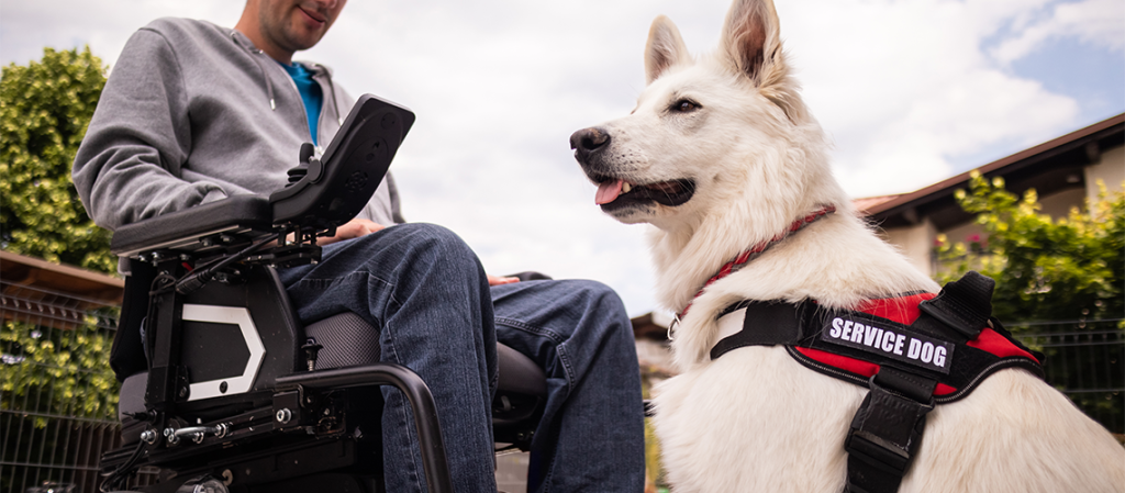 The Top Public Manners for Superstar Service Dogs