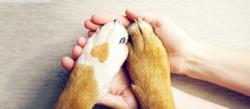 Healing Paws: The Power of Emotional Support Animals