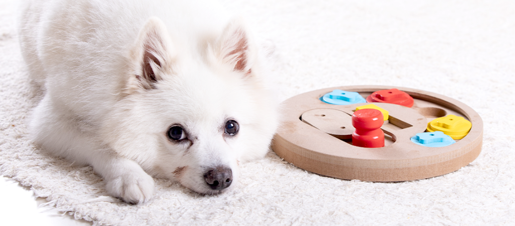 Paws and Brainwaves: 5 Exciting Brain Games for Your Dog!