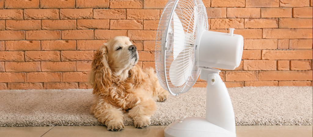 Beat the Heat: Tips to Keep Your Furry Friends Cool in the Sizzling Summer