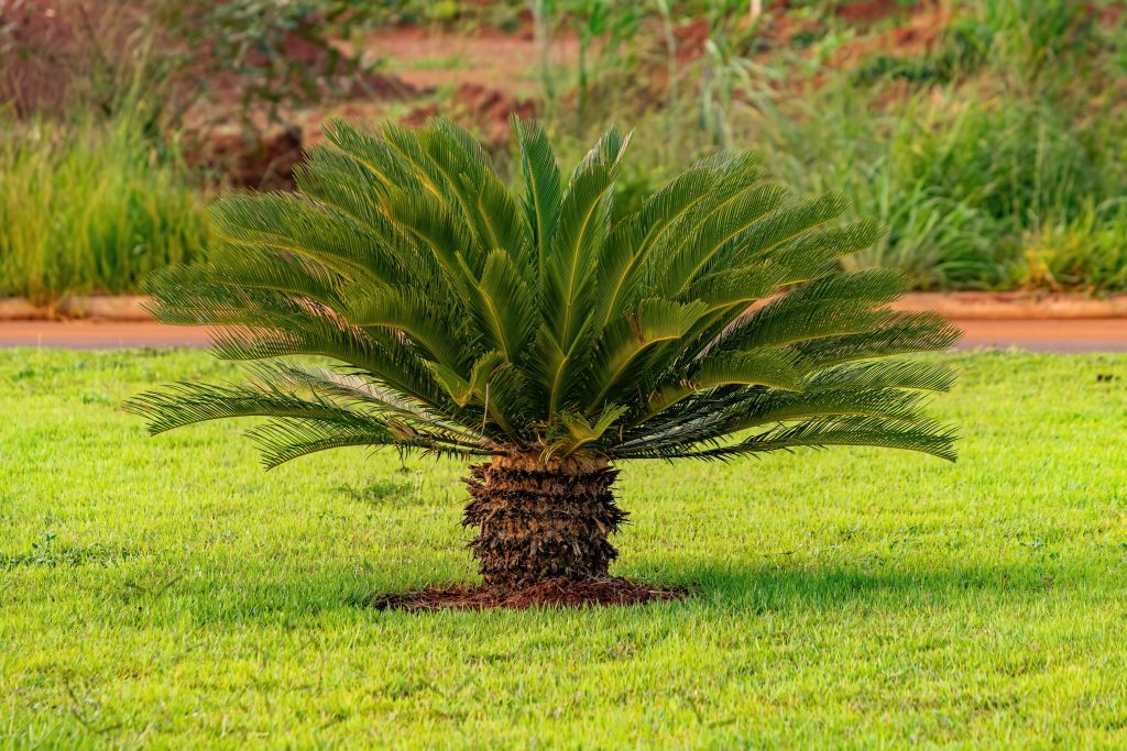 Green Cycad Plant of the Genus Cycas