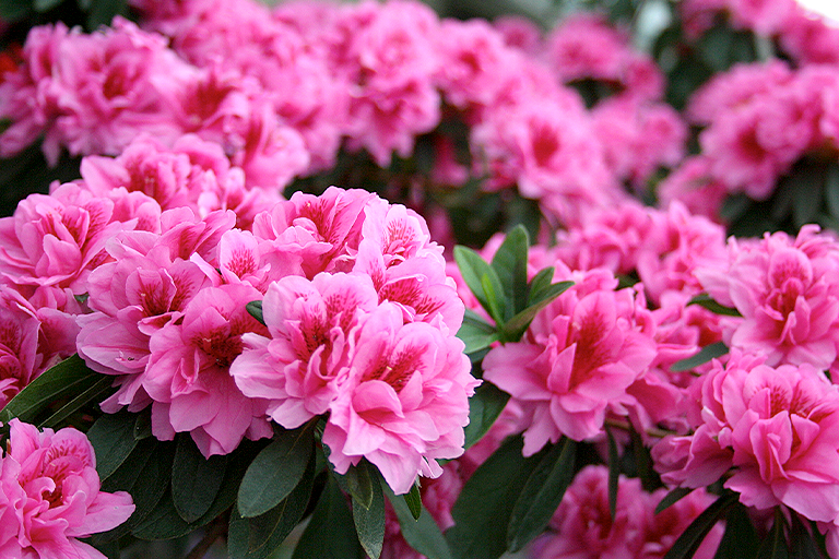 Azaleas and Rhododendrons