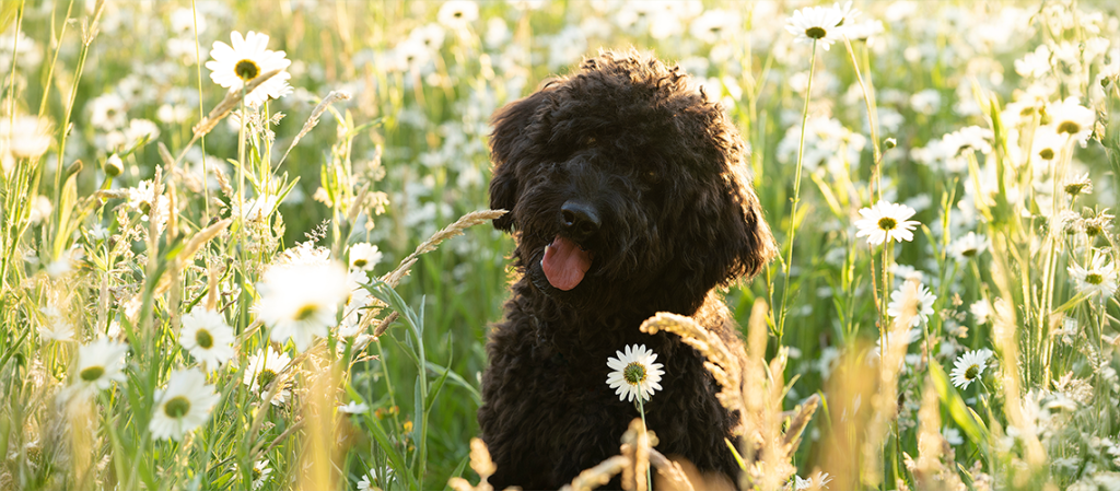 Shedding the Truth: Are Labradoodles Really Hypoallergenic?