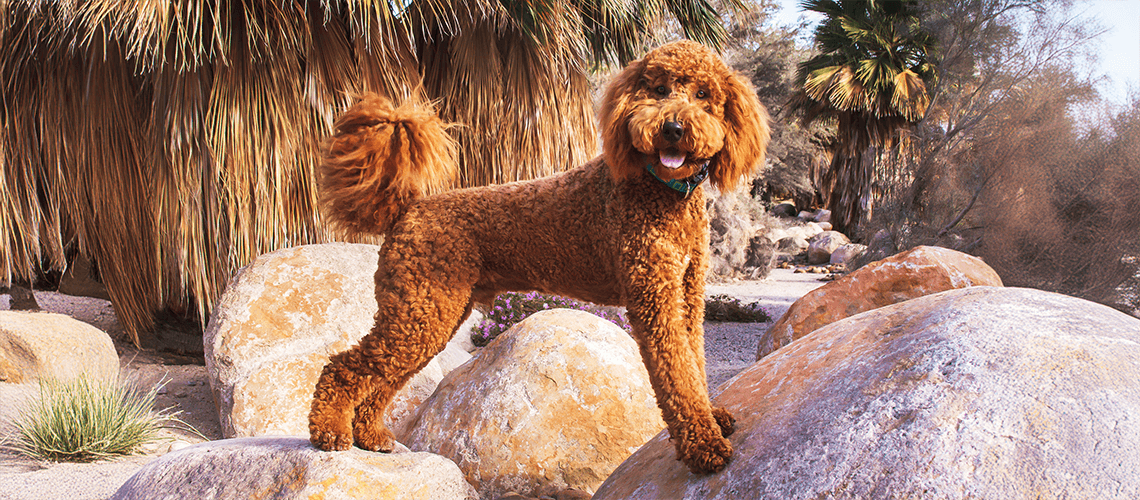 a labradoodle on the stones