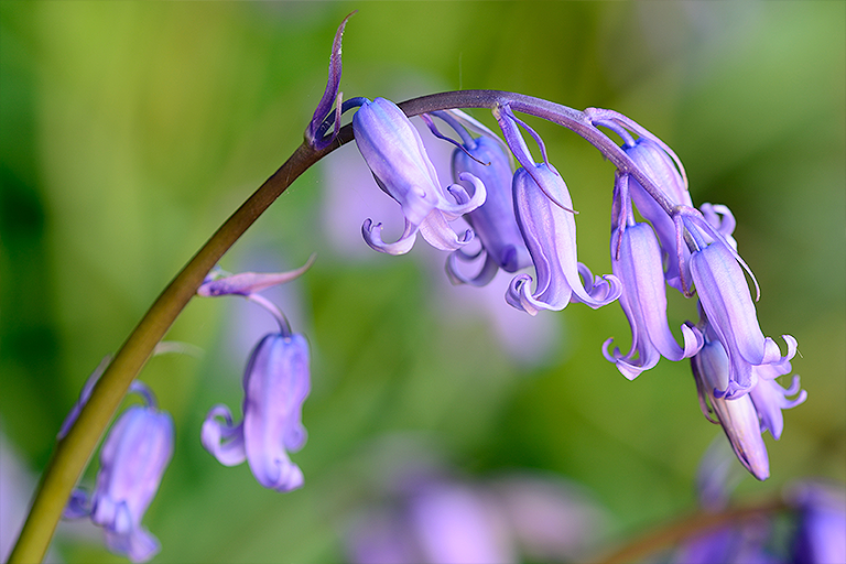 Bluebells