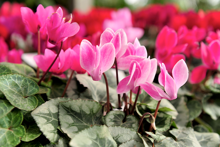 Cyclamen