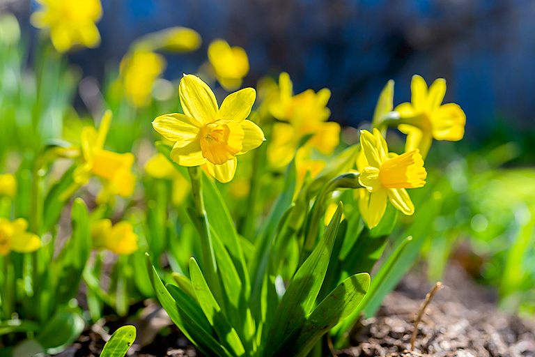 Daffodils