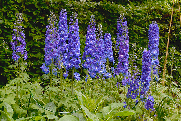 Delphinium