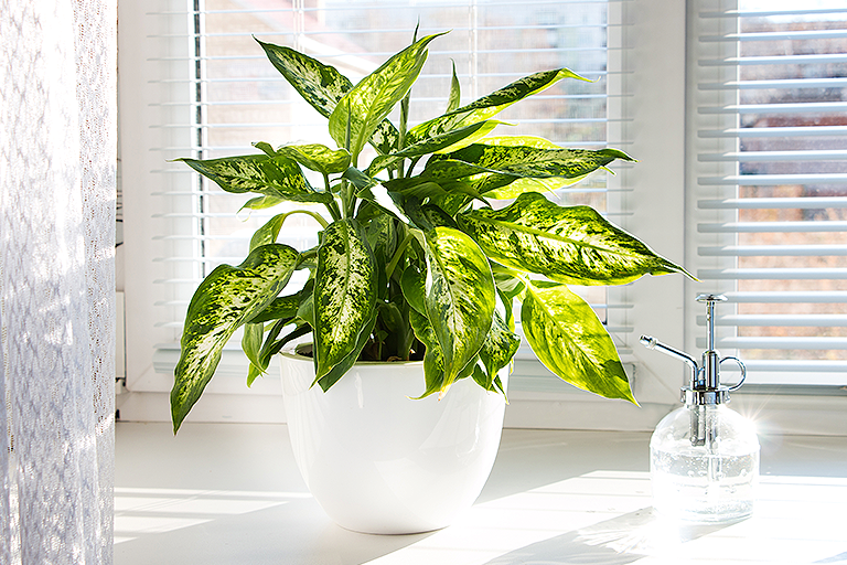 Dieffenbachia