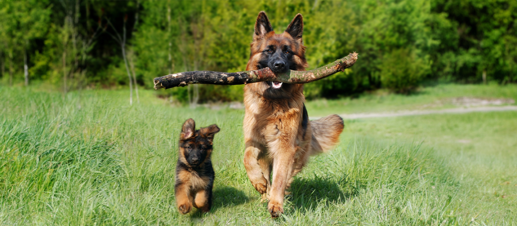 Miniature German Shepherds as Emotional Support Animals