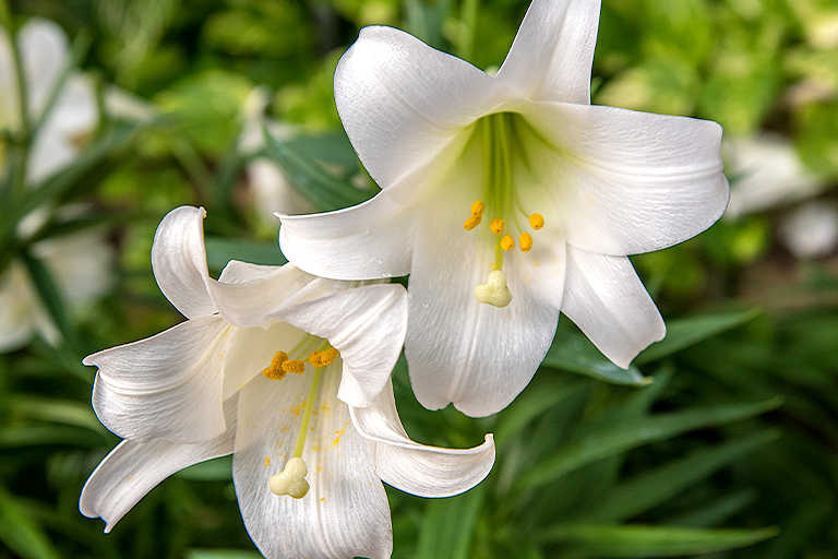 Lilies