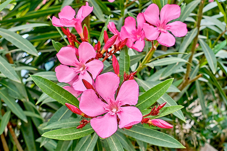 Oleander​