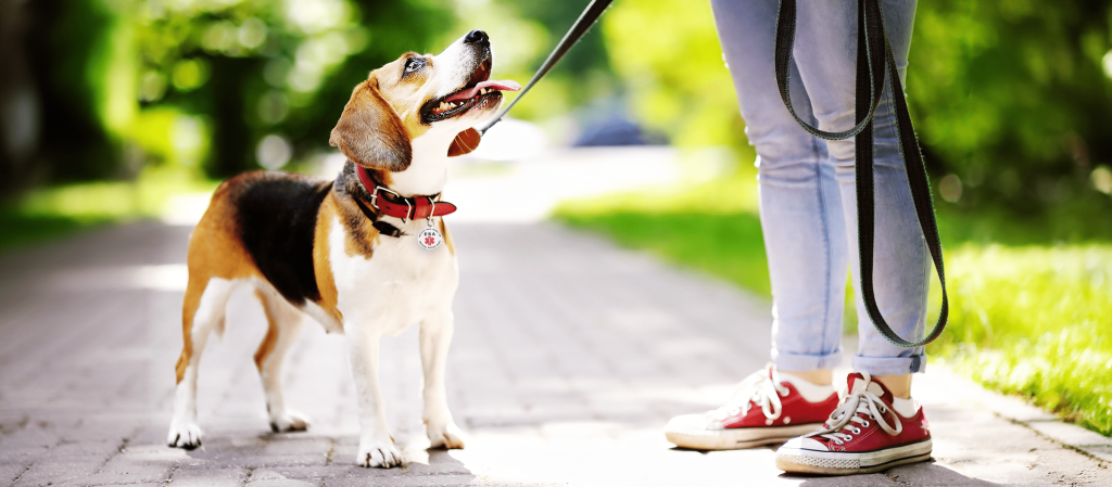 A dog in a collar with ID tag