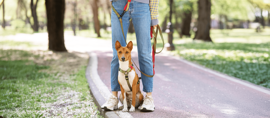 A girl in the park walking her dog in a harness