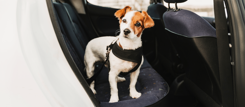 A dog in a harness in the back of a car.