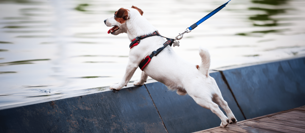 A dog looks out into the lake